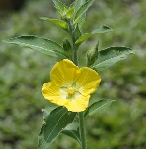 Peruvian Primrose-Willow (Ludwigia peruviana)