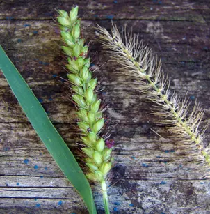 Mission Grass (Pennisetum polystachion)