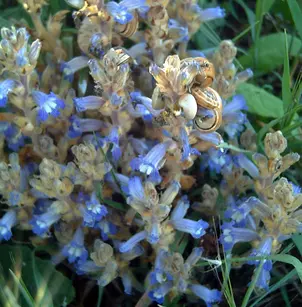 Hemp Broomrape (Orobanche ramosa)