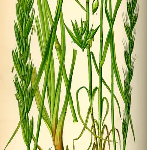 Darnel Ryegrass (Lolium temulentum)
