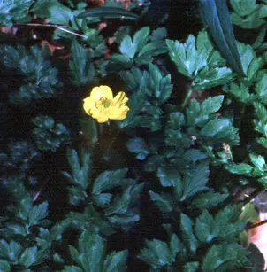 Creeping Buttercup (Ranunculus repens)