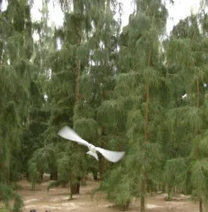 Gray Sheoak (Casuarina glauca)