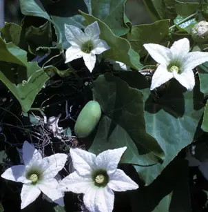 Ivy Gourd (Coccinia grandis)