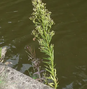 Canadian Horseweed (Conyza canadensis)
