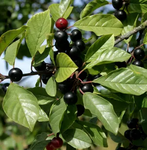 Glossy Buckthorn (Frangula alnus)