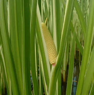 Sweet Flag (Acorus calamus 'Variegatus')