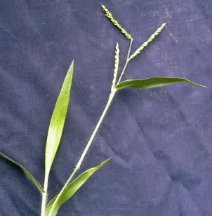 Panic Liverseed Grass (Urochloa panicoides)