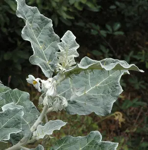 Purple African Nightshade (Solanum marginatum)