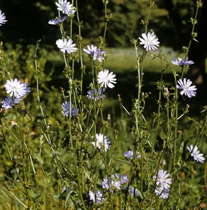 Chicory (Cichorium intybus)