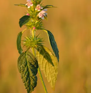 Brittlestem Hempnettle (Galeopsis tetrahit)
