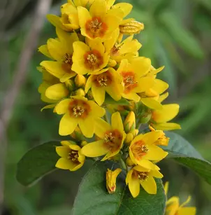 Garden Yellow Loosestrife (Lysimachia vulgaris)