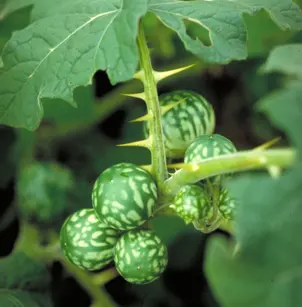 Tropical Soda Apple (Solanum viarum)