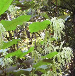 Giant Knotweed (Polygonum sachalinense)