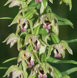 Broadleaf Helleborine (Epipactis helleborine)
