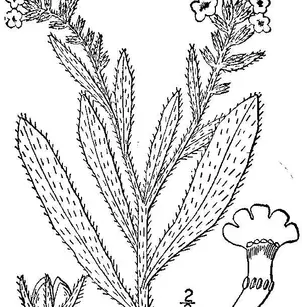 Small Bugloss (Anchusa arvensis)