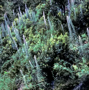 Pride of Teneriffe (Echium pininana)