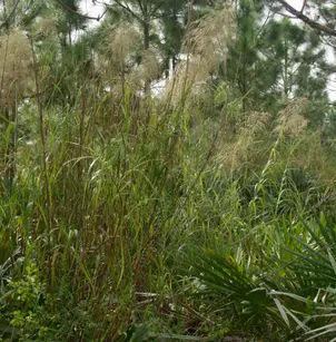 Silkreed (Neyraudia reynaudiana)