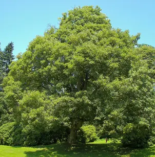Sycamore Maple (Acer pseudoplatanus)