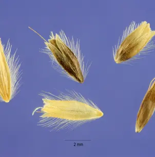 Creeping Meadow Foxtail (Alopecurus arundinaceus)