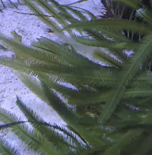 Killer Alga (Caulerpa taxifolia)