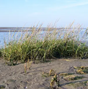 Common Cordgrass (Spartina anglica)
