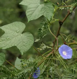 Ivyleaf Morning-Glory (Ipomoea hederacea)