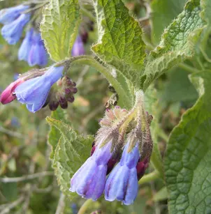 Prickly Comfrey (Symphytum asperum)