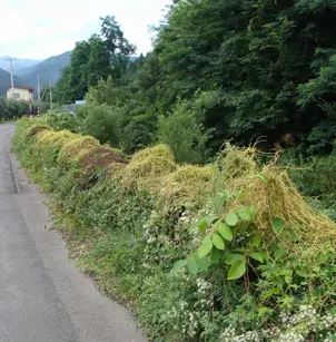 Japanese Dodder (Cuscuta japonica)