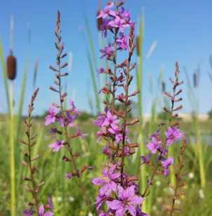 European Wand Loosestrife (Lythrum virgatum)