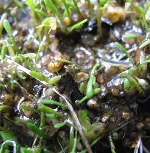 Mudmats (Glossostigma cleistanthum)