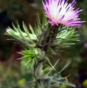 Winged Plumeless Thistle (Carduus tenuiflorus)