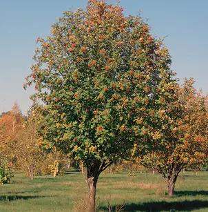 European Mountain Ash (Sorbus aucuparia)