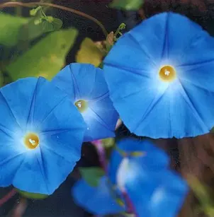 Grannyvine (Ipomoea tricolor)