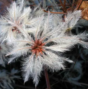 Evergreen Clematis (Clematis vitalba)