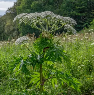 Giant Hogweed (Heracleum mantegazzianum)