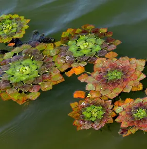 Water Chestnut (Trapa natans)
