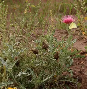Wavyleaf Thistle (Cirsium undulatum)
