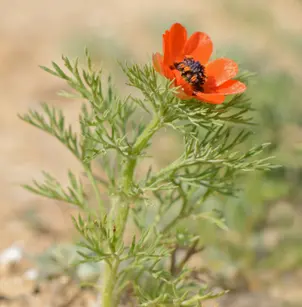 Summer Pheasant's Eye (Adonis aestivalis)