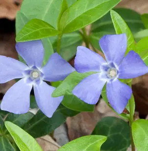 Periwinkle (Vinca minor)