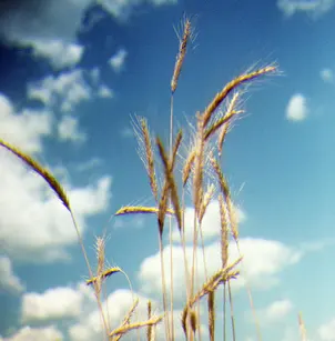 Cereal Rye (Secale cereale)
