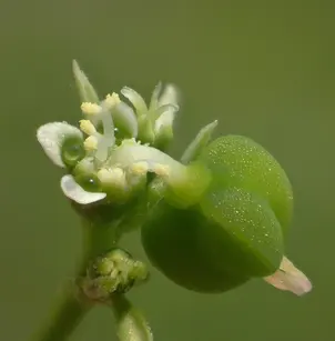 Grassleaf Spurge (Euphorbia graminea)
