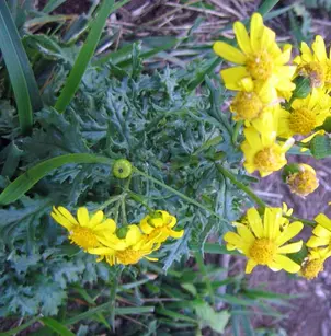 Oxford Ragwort (Senecio squalidus)