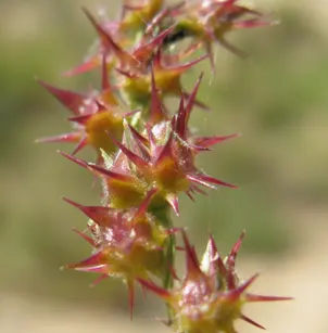 Coastal Sandbur (Cenchrus spinifex)