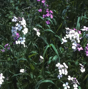 Dames Rocket (Hesperis matronalis)