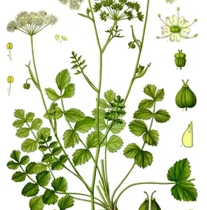 Solidstem Burnet Saxifrage (Pimpinella saxifraga)