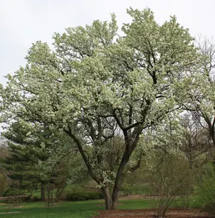 Callery Pear (Pyrus calleryana)