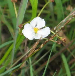 Grassy Arrowhead (Sagittaria graminea)