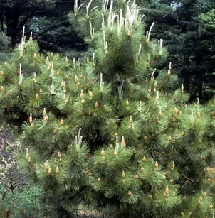 Japanese Black Pine (Pinus thunbergii)