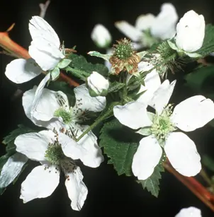Sawtooth Blackberry (Rubus argutus)