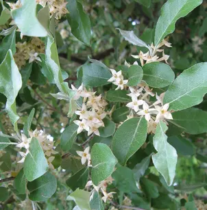 Autumn Olive (Elaeagnus umbellata)